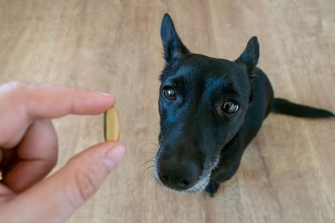 Beyond the Shine: The Internal Health Powerhouse of Salmon Oil for Dogs