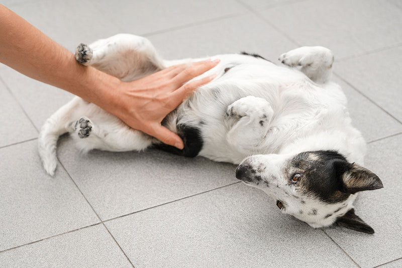 Digestive Support in a Sprinkle: How Probiotics & Digestive Enzymes in Our SuperFood Topper Promote Gut Health